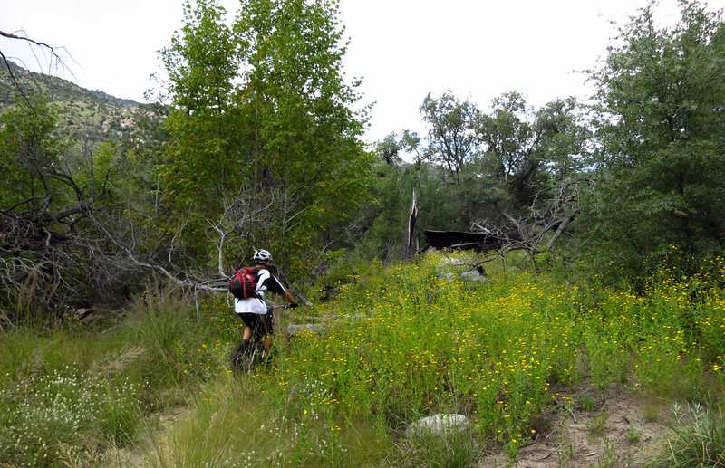 Great place to be during wildflower season.