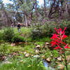 One of the many creek crossings.