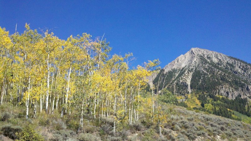 Upper Loop aspens in the fall