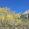 Upper Loop aspens in the fall