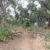 Upper easement trail.