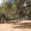 North Shore Lake Hodges Trail meadow.