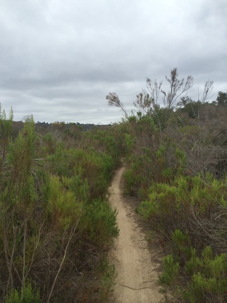 Singletrack to Gonsales Canyon.