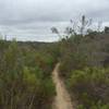 Singletrack to Gonsales Canyon.