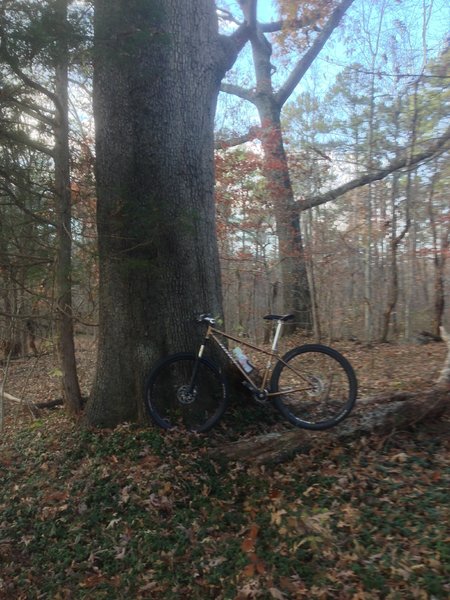 Old Forbes home place- Carter Taylor Trail