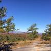 Overlook along Big Rock trail in DuPont.