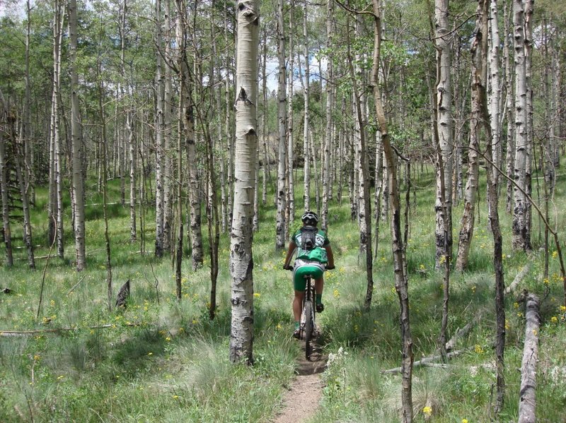 Riding through beautiful aspens on the Colorado Trail up from Kenosha Pass.