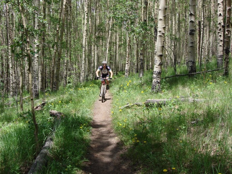 East side of Kenosha Pass has some very nice aspen cut throughs on the Colorado Trail as well.