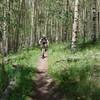 East side of Kenosha Pass has some very nice aspen cut throughs on the Colorado Trail as well.