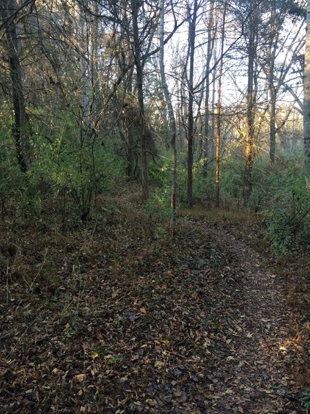 Smooth singletrack on Bottom Out Trail