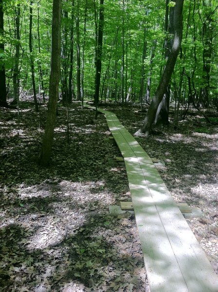 The trail is built with many bridges and suspended trails such as this to try to up its sustainability.