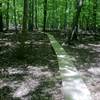 The trail is built with many bridges and suspended trails such as this to try to up its sustainability.