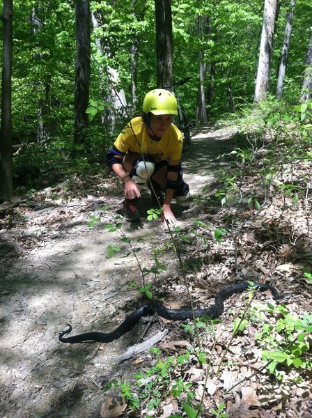 A black rat snake? Found crossing the trail.