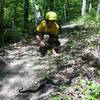 A black rat snake? Found crossing the trail.