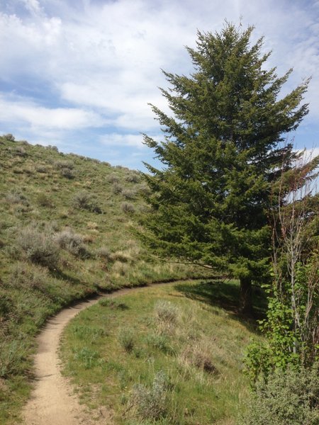 This is the first shade tree on Hard Guy as you climb and makes a nice spot to take a break.