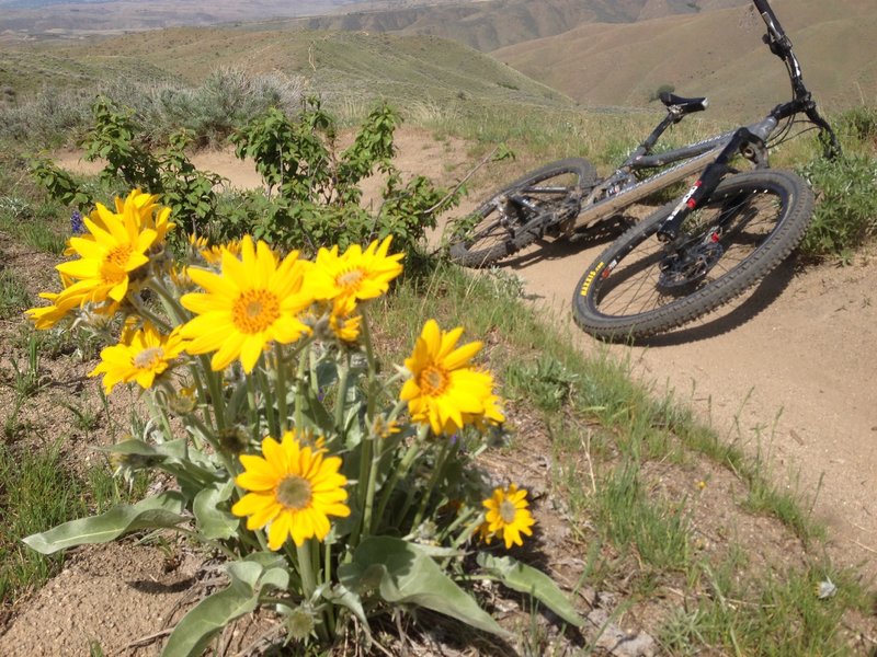 April showers really did bring May flowers!