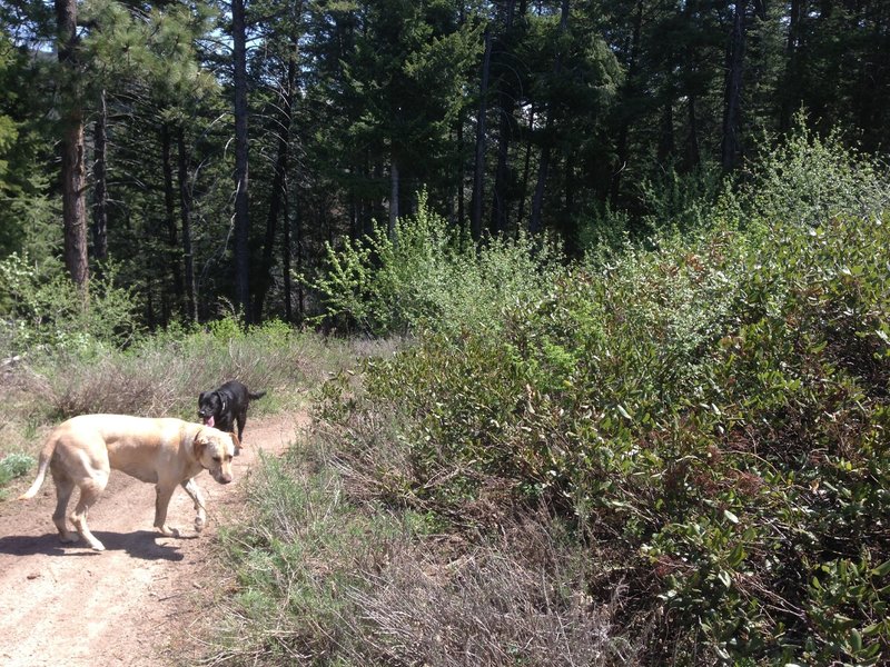 The Boise Ridge Road winds through the pine trees.