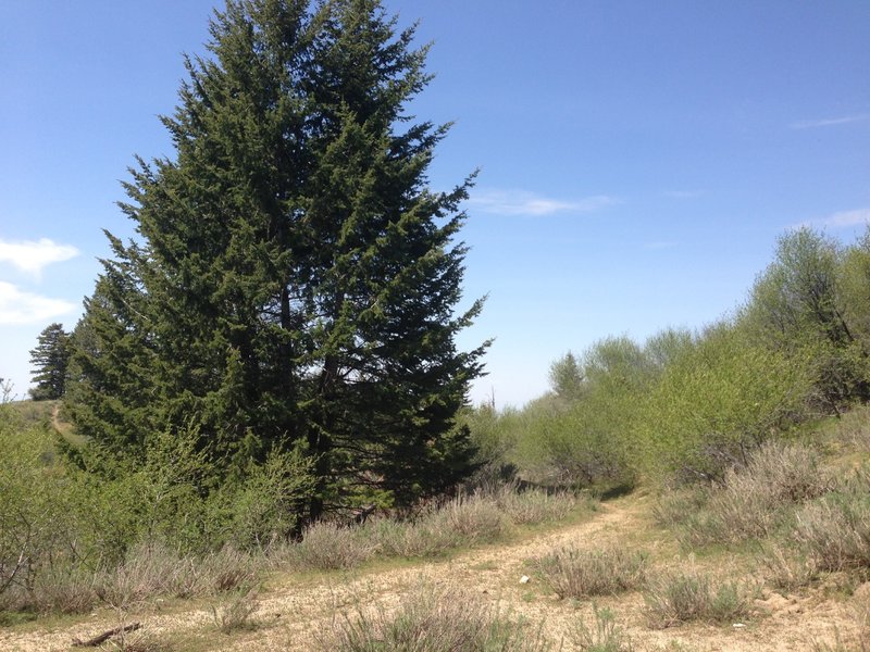 This is the turn for Shingle Creek Trail.  Stay right if you want to ride Dry Creek.