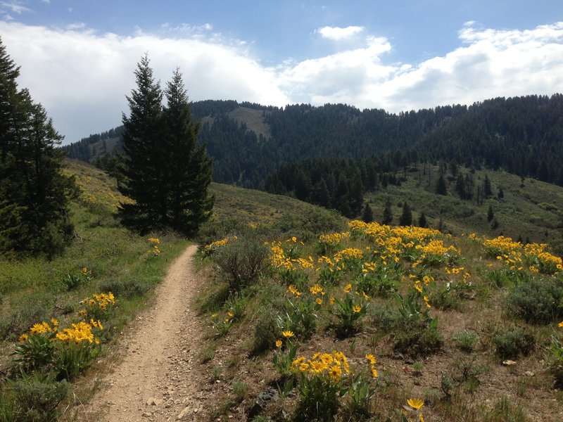 Flowers and pine trees towards the top of Hard Guy