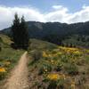 Flowers and pine trees towards the top of Hard Guy