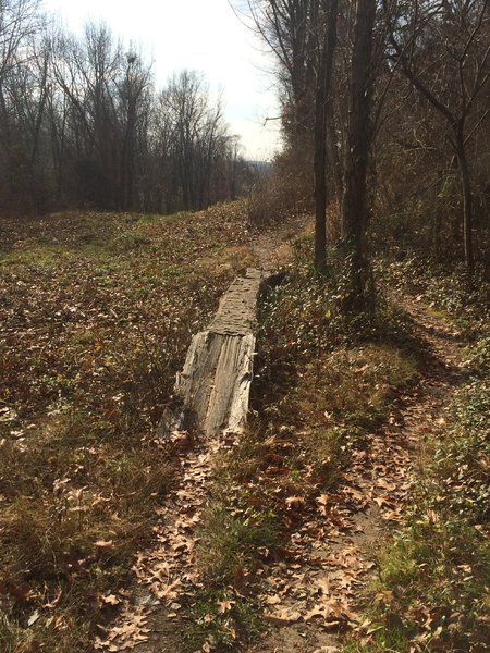 Nice short wide log ride with optional bypass- on Milford Trail. Making Lemonade out of lemons after utility crews ripped up this section of track and took down this tree two years ago.