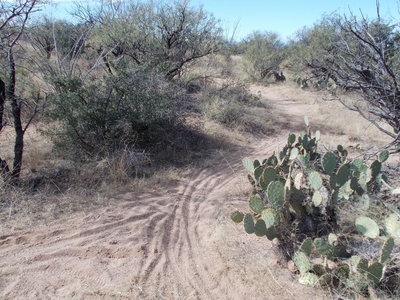 Fork in the trail