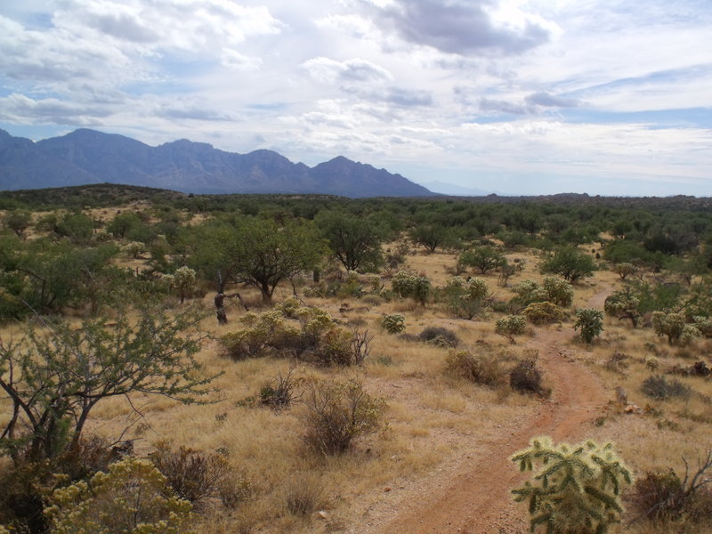 Looking south east.  Typical terrain on Honeybee Canyon Loop after turning right at the first fork: more grass and low trees.