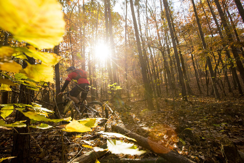 Red Tail Trail rolls through some thick stands of pine.