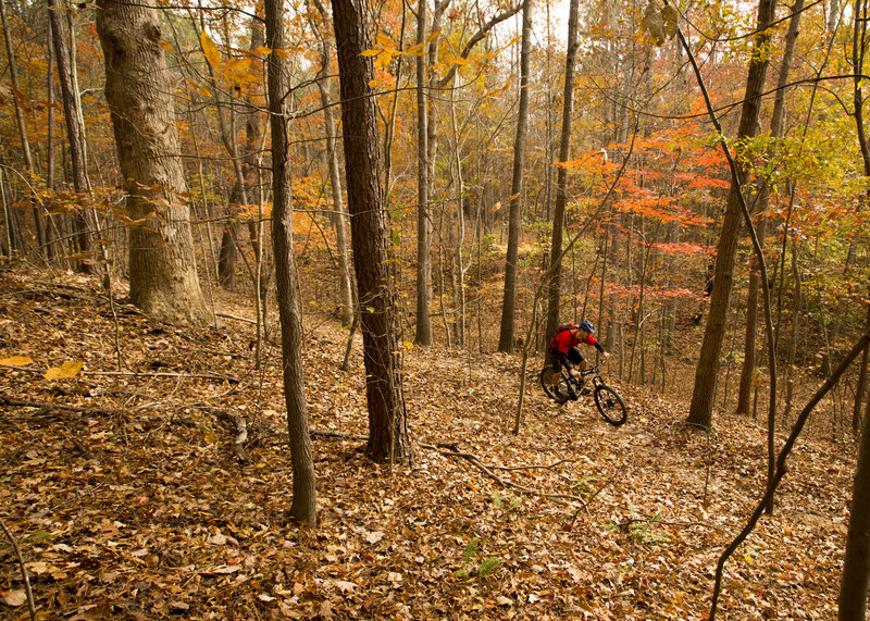 The forest is big on Coyote Loop trail.