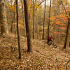 The forest is big on Coyote Loop trail.