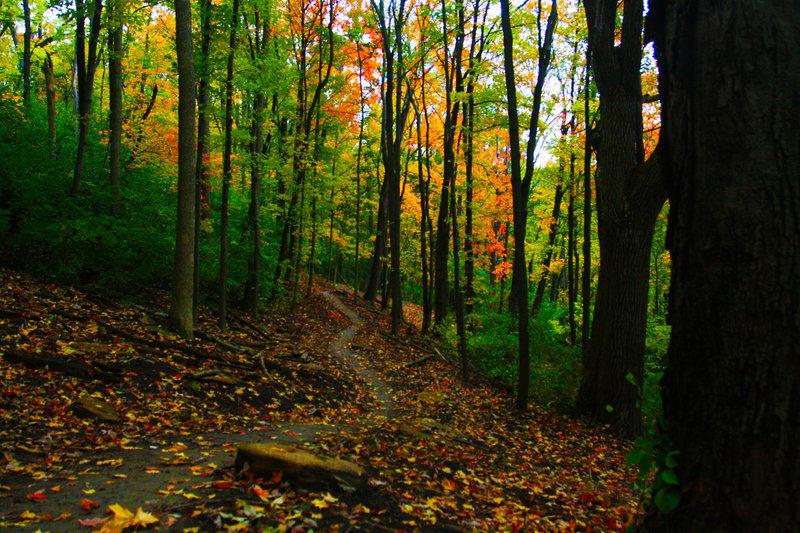 Full Monty Trail is primed and ready for a rip in the fall. Photo Cred: Drew Bogner