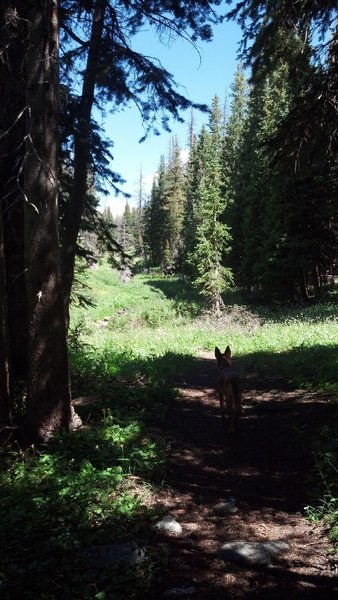 Dog sees Moose...Rider pauses to reflect.