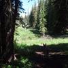 Dog sees Moose...Rider pauses to reflect.