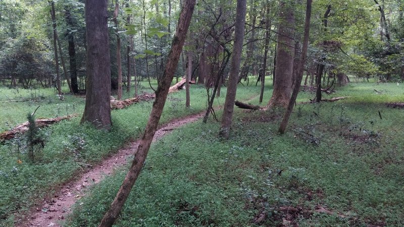 Pic of the Flat Pass trail that cuts the north end of the Souttside loop.  This cut through trail is smooth, and...well... flat, hence the name.  Nice change of scenery from other parts of the Southside loop.