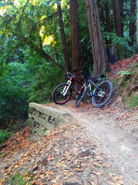 The Bay View Trail has many different terrains, and this is one of the more wooded areas.