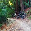 The Bay View Trail has many different terrains, and this is one of the more wooded areas.