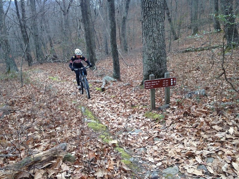 Climbing up the Middle Hollow Trail to the intersetion of the Pine Tree Trail