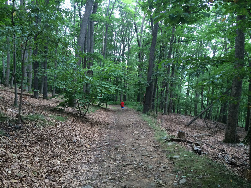 Encased in trees, this old doubletrack is enchanting.