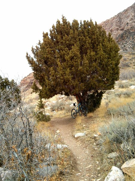 What little shade there is on this trail