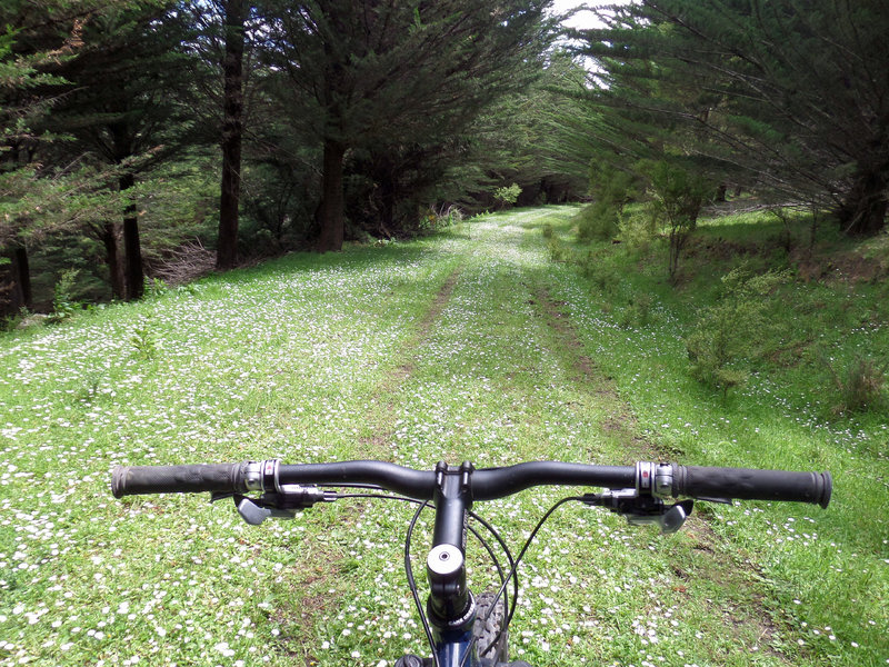 Carpet of spring- on Jones Road