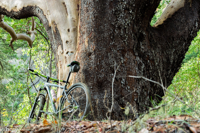 Mega Madrone