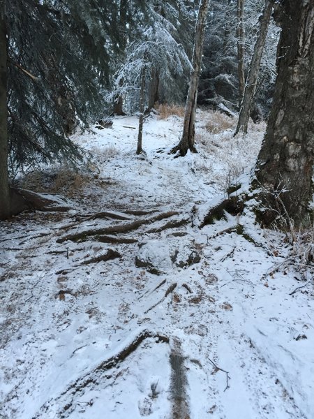 Some nice roots in the middle of a steep-ish section of Brown Bear.  One of many such examples on this short trail.