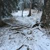 Some nice roots in the middle of a steep-ish section of Brown Bear.  One of many such examples on this short trail.