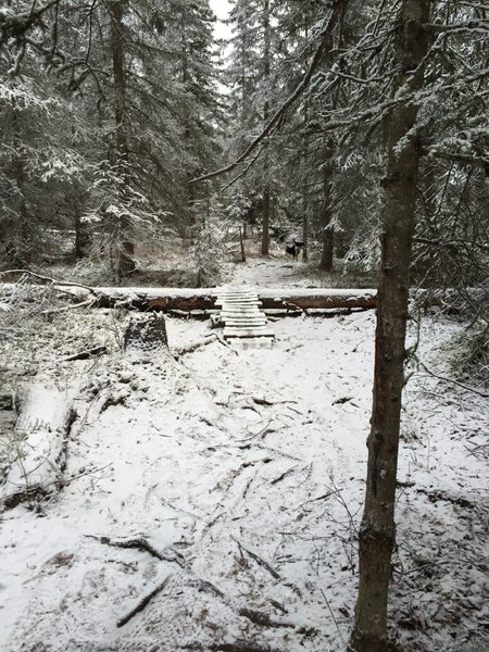 One of a few nice log ride-overs on Microdot Trail