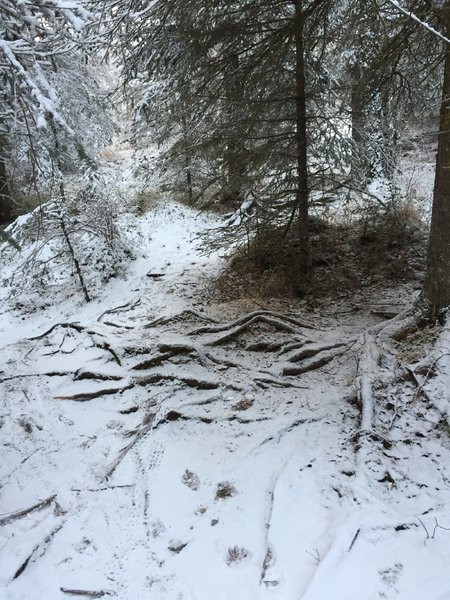 Rooooots on Black Bear Trail