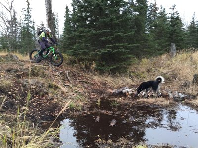 Root dropoff and a homemade log "bridge" across a particularly wet spot on Speedway Trail