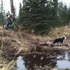 Root dropoff and a homemade log "bridge" across a particularly wet spot on Speedway Trail