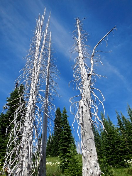 Ghost trees