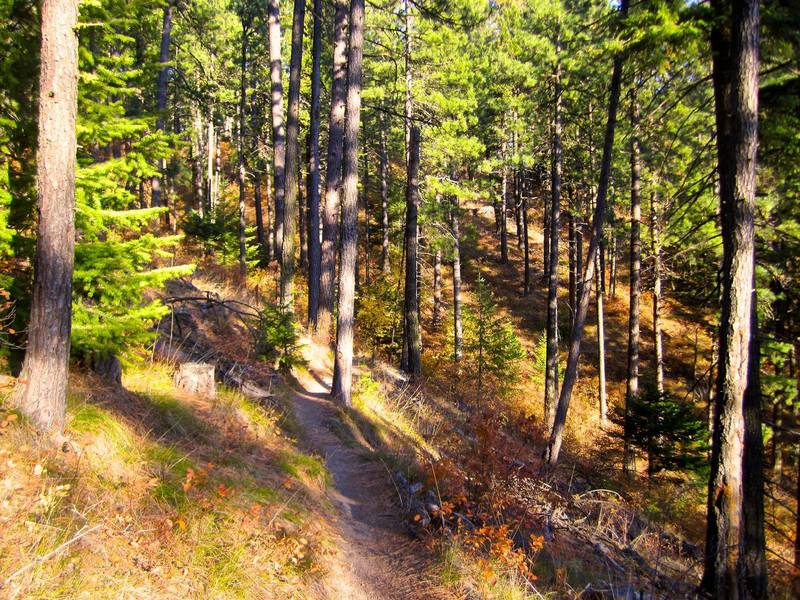 Ponderosa on the Headwaters Trail