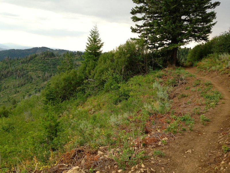 Prime singletrack on Around the Mountain Trail, looking West (counterclockwise).